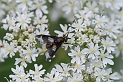 Splayed deerfly - C